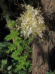 Trnovník akát (Robinia pseudoacacia L.) bez chlorofylu