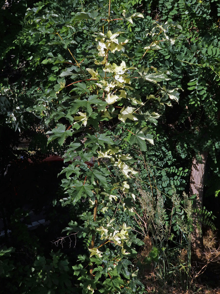 Javor klen (Acer pseudoplatanus L.) s panašovanými listy (3a)