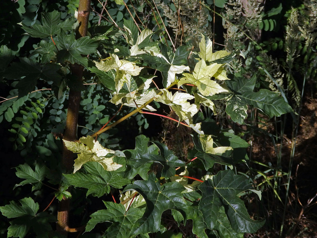 Javor klen (Acer pseudoplatanus L.) s panašovanými listy (3b)