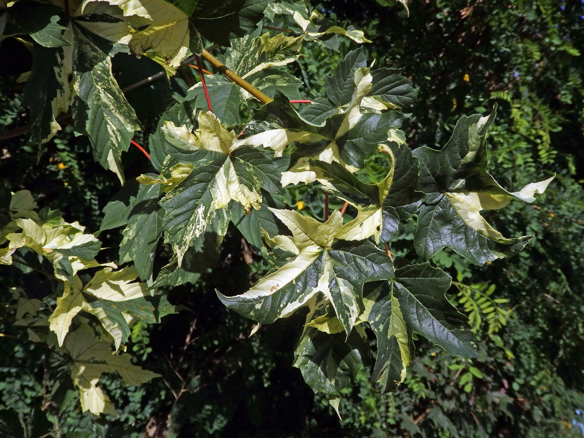 Javor klen (Acer pseudoplatanus L.) s panašovanými listy (3e)