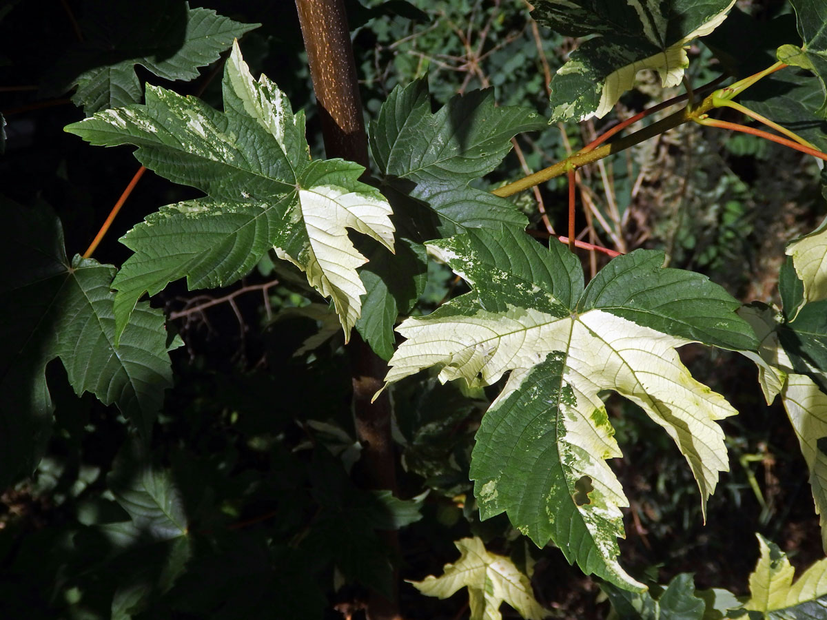 Javor klen (Acer pseudoplatanus L.) s panašovanými listy (3f)