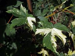 Javor klen (Acer pseudoplatanus L.) s panašovanými listy (3f)