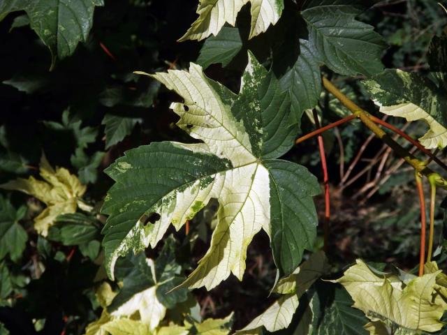 Javor klen (Acer pseudoplatanus L.) s panašovanými listy (3g)