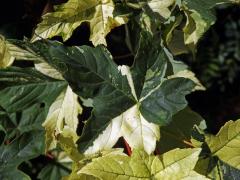 Javor klen (Acer pseudoplatanus L.) s panašovanými listy (3h)