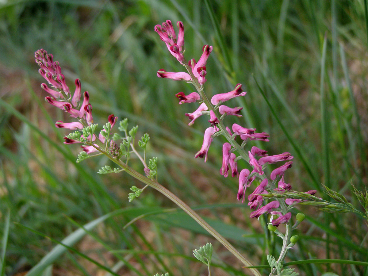 Zemědým lékařský (Fumaria officinalis L.)