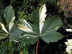 Javor klen (Acer pseudoplatanus L.) s panašovanými listy (3j)