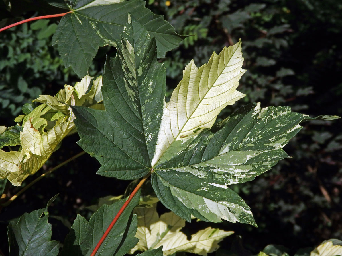 Javor klen (Acer pseudoplatanus L.) s panašovanými listy (3k)