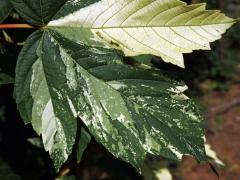 Javor klen (Acer pseudoplatanus L.) s panašovanými listy (3l)