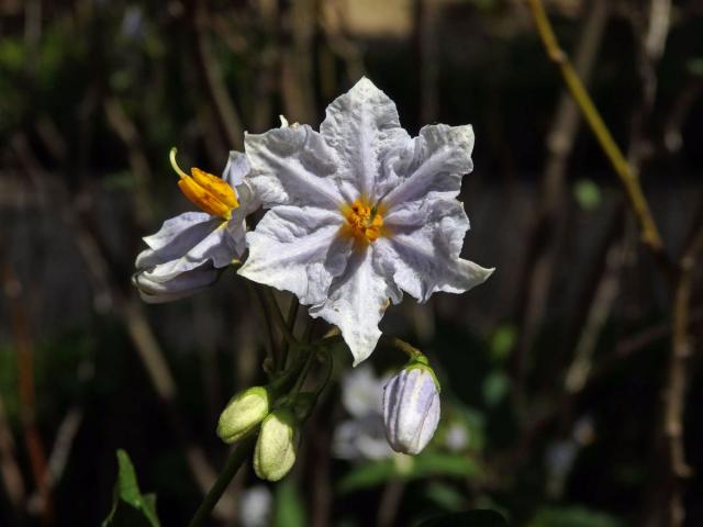 Lilek (Solanum wendlandii Hook. f.), šestičetný květ