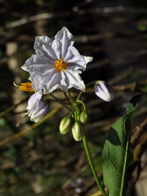 Lilek (Solanum wendlandii Hook. f.), sedmičetný květ