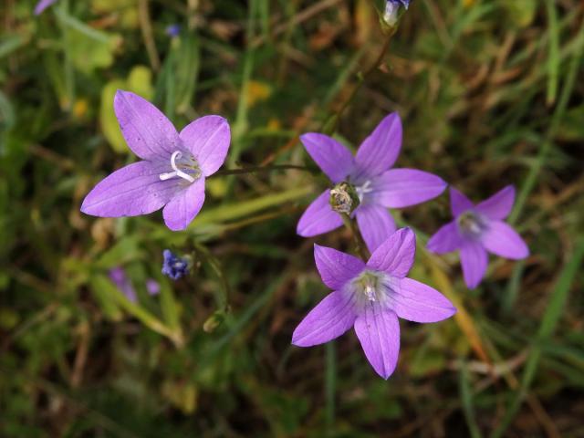 Zvonek rozkladitý (Campanula patula L.) s čtyřčetným květem (8)