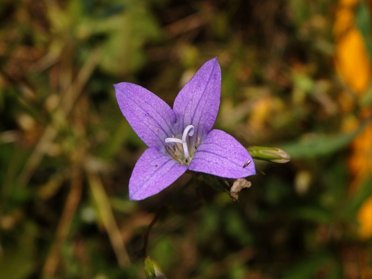 Zvonek rozkladitý (Campanula patula L.) s čtyřčetným květem (9)