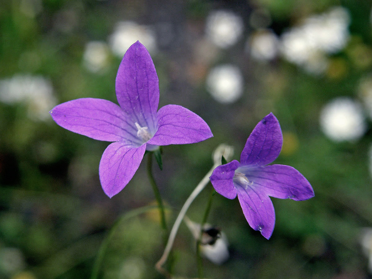 Zvonek rozkladitý (Campanula patula L.) s dvěma čtyřčetnými květy (2)