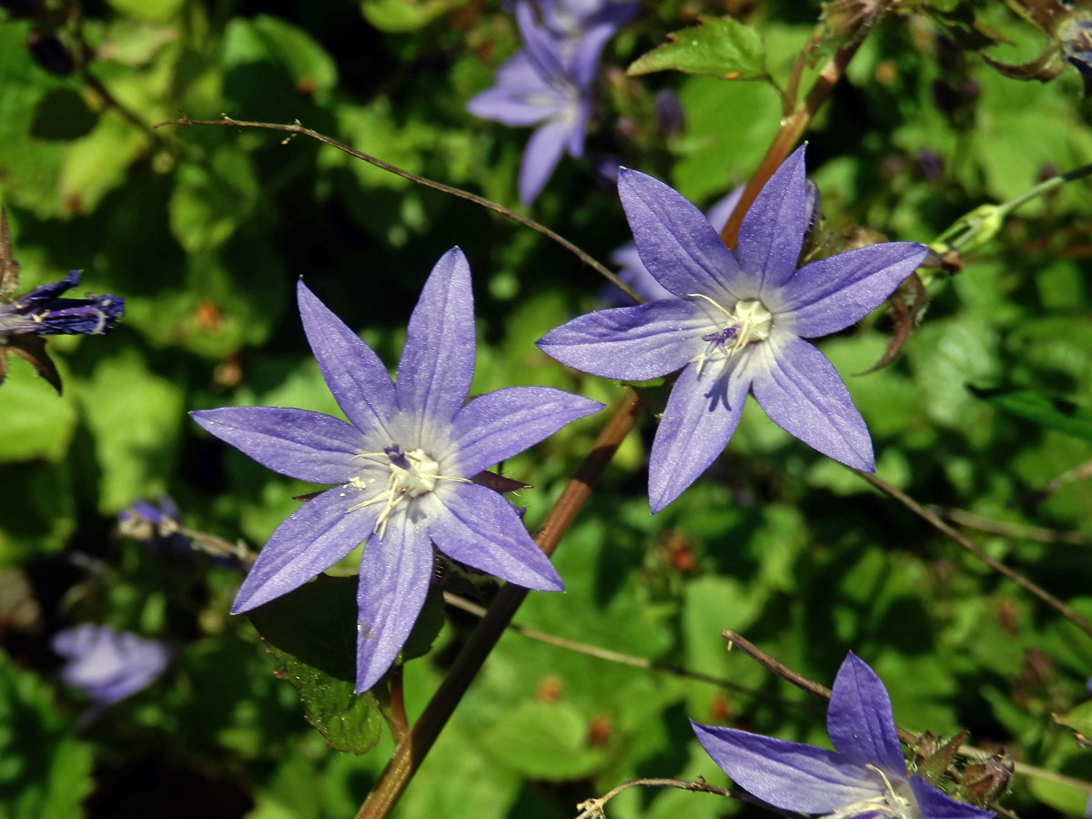 Zvonek garganský (Campanula garganica Ten.), vícečetné květy