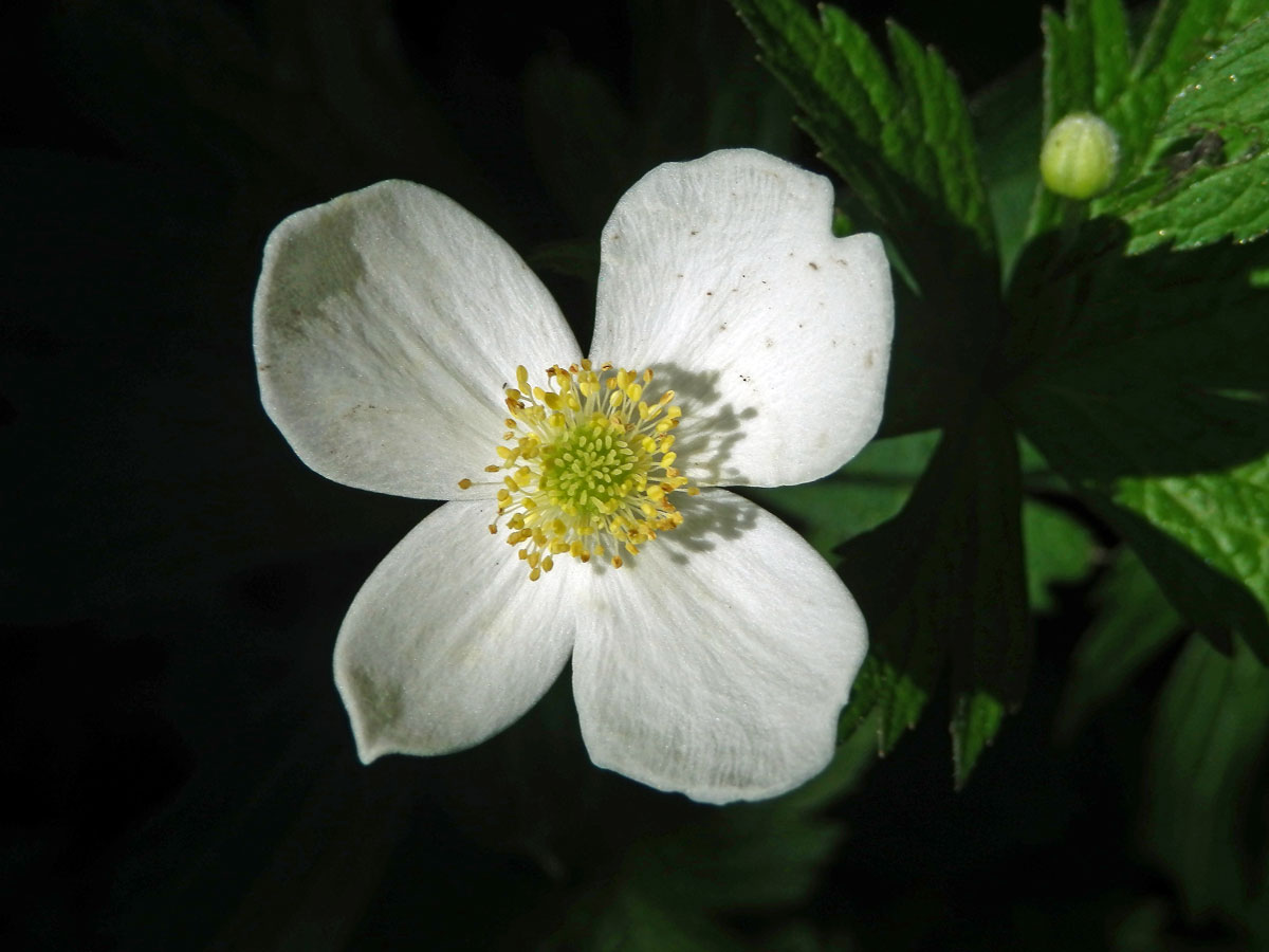 Sasanka kanadská (Anemone canadensis L.), čtyřčetný květ