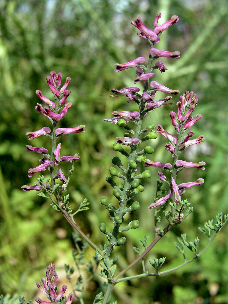 Zemědým lékařský (Fumaria officinalis L.)