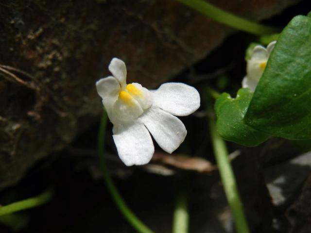 Zvěšinec zední (Cymbalaria muralis G., M. et Sch.) s bílými květy