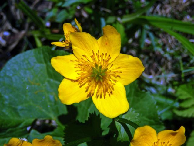 Blatouch bahenní (Caltha palustris L.), šestičetný květ (4)