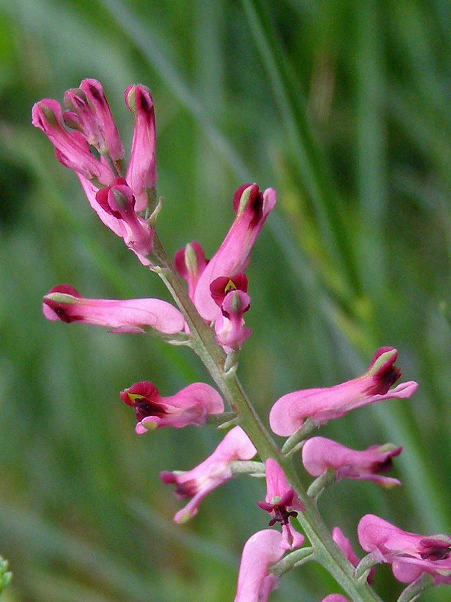 Zemědým lékařský (Fumaria officinalis L.)