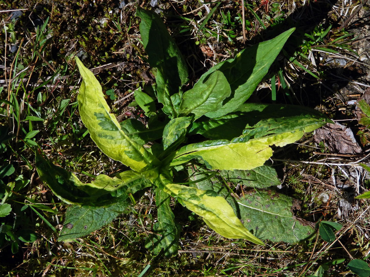 Pcháč různolistý (Cirsium heterophyllum (L.) Hill) s panašovanými listy