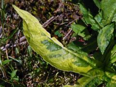 Pcháč různolistý (Cirsium heterophyllum (L.) Hill) s panašovanými listy