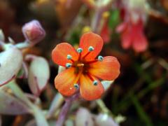 Kolopejka (Kalanchoe fedtschenkoi Hamet & Perrier) - pětičetný květ