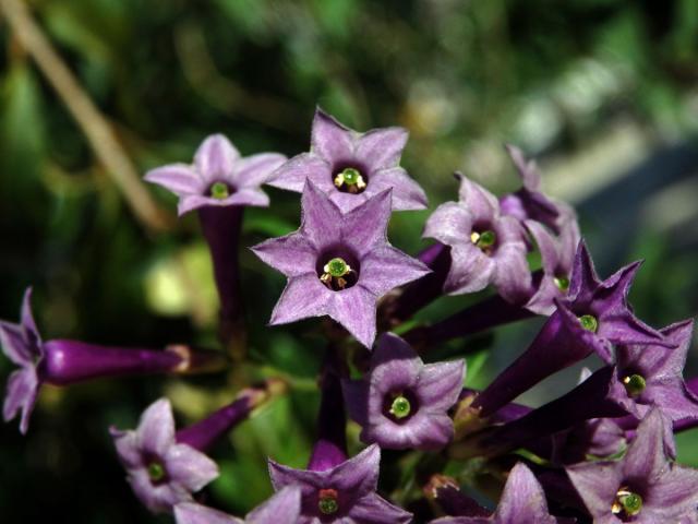 Kladivník (Cestrum elegans (Brongn. ex Neumann) Schltdl.), šestičetný květ