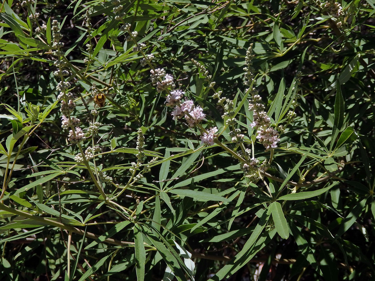 Drmek obecný (Vitex agnus-castus L.) s růžovými květy