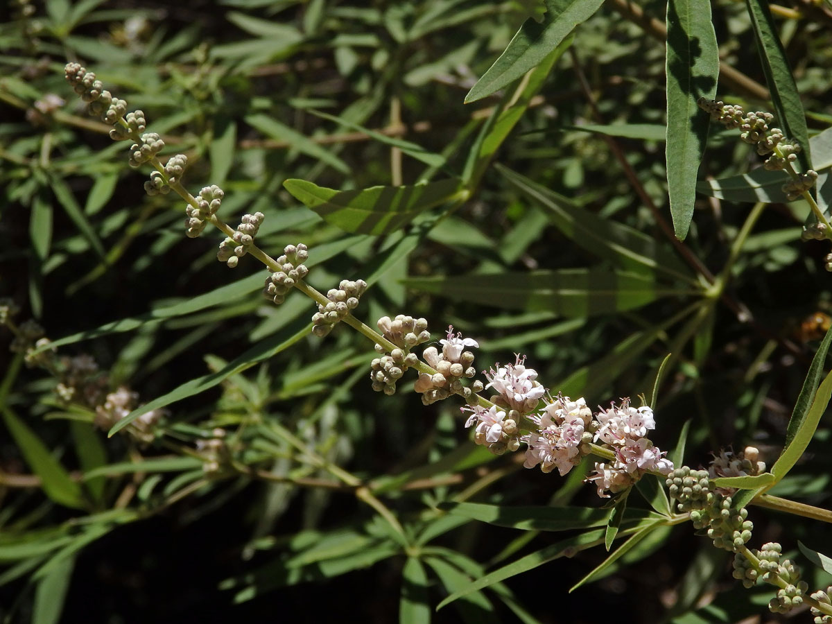 Drmek obecný (Vitex agnus-castus L.) s růžovými květy