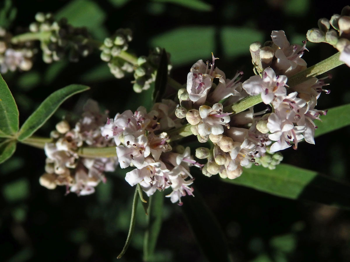 Drmek obecný (Vitex agnus-castus L.) s růžovými květy