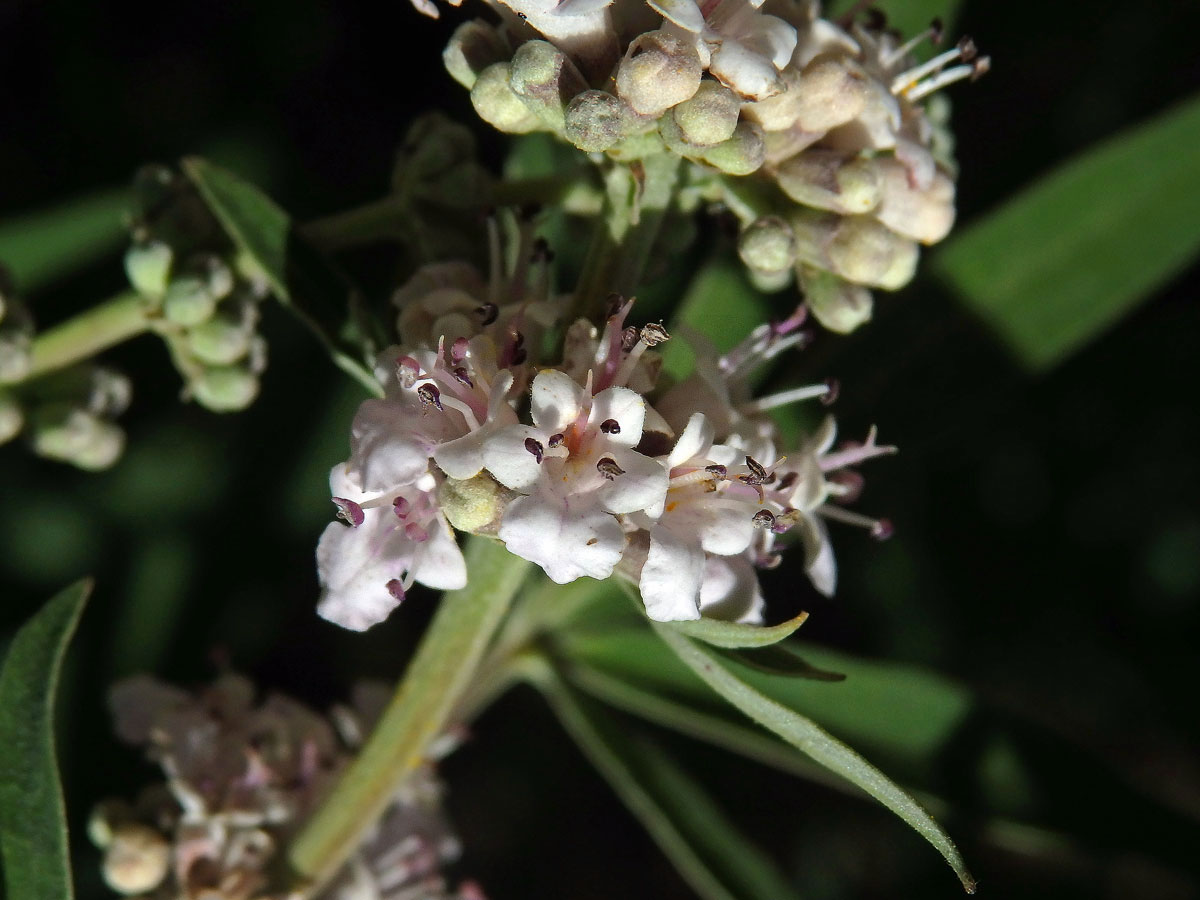 Drmek obecný (Vitex agnus-castus L.) s růžovými květy