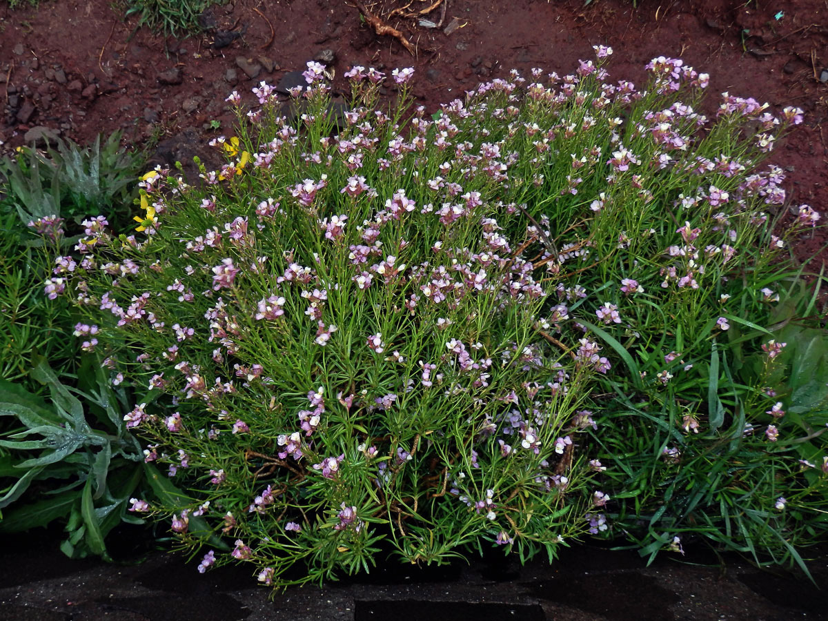 Trýzel (Erysimum bicolor (Hornem.) DC.)