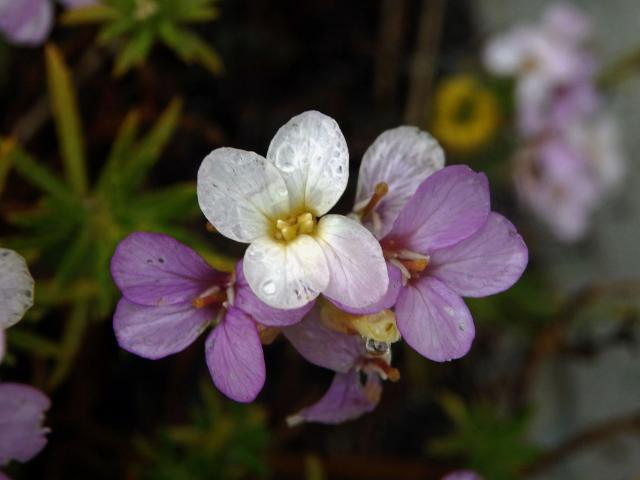 Trýzel (Erysimum bicolor (Hornem.) DC.)