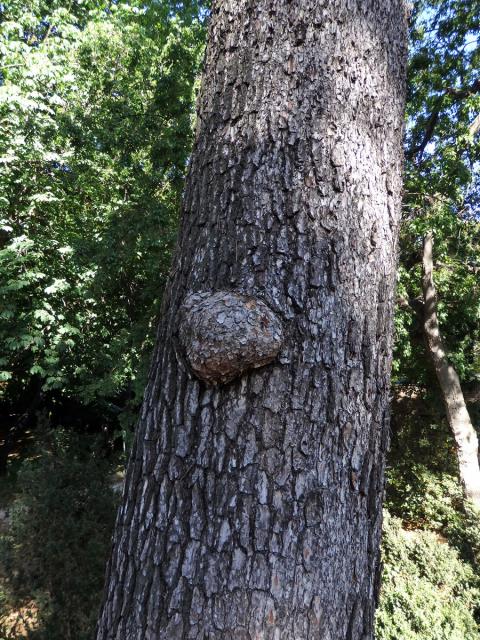 Tumor na borovici (Pinus L.) (28a)