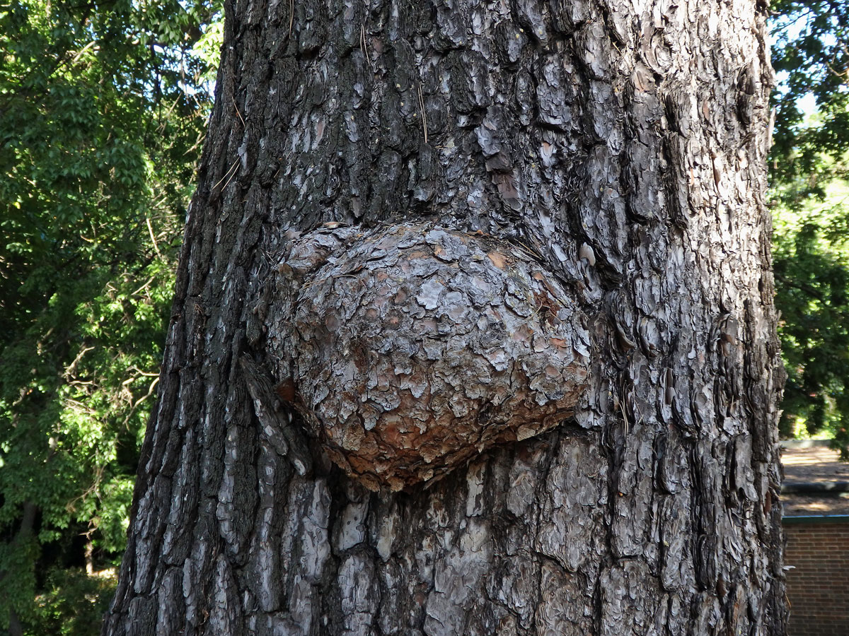 Tumor na borovici (Pinus L.) (28b)