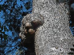 Tumor na borovici (Pinus L.) (29b)