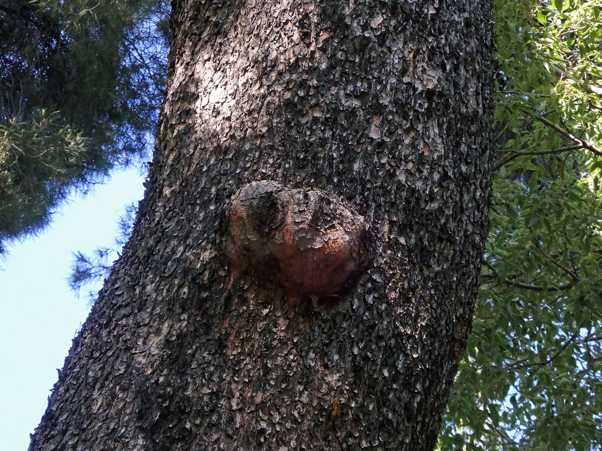 Tumor na borovici (Pinus L.) (30)