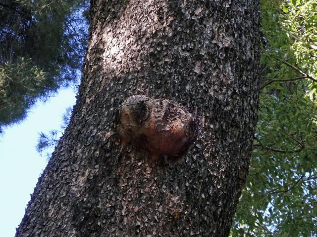 Tumor na borovici (Pinus L.) (30)