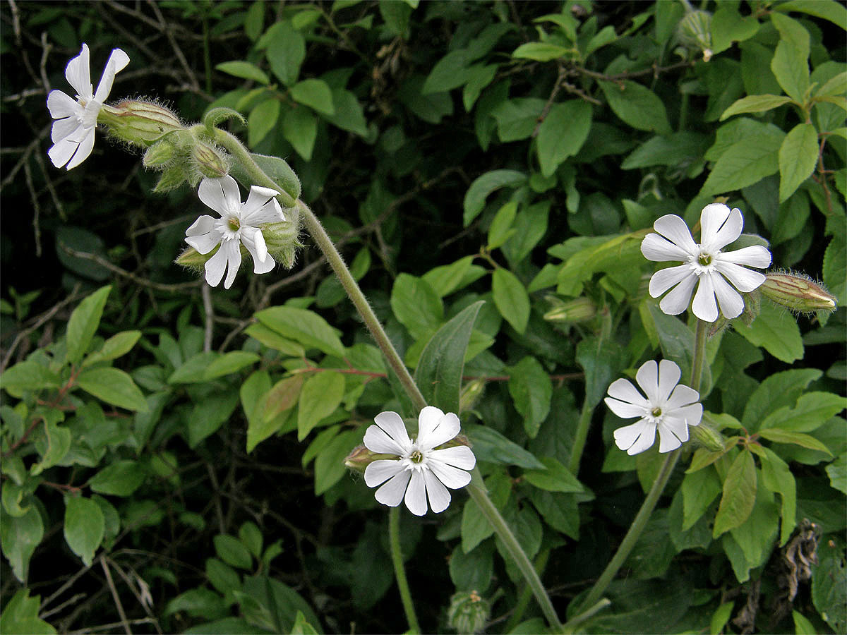 Silenka širolistá bílá = Knotovka bílá (Silene latifolia Poiret, subsp. alba (Mill.) Greuter et Burdet)