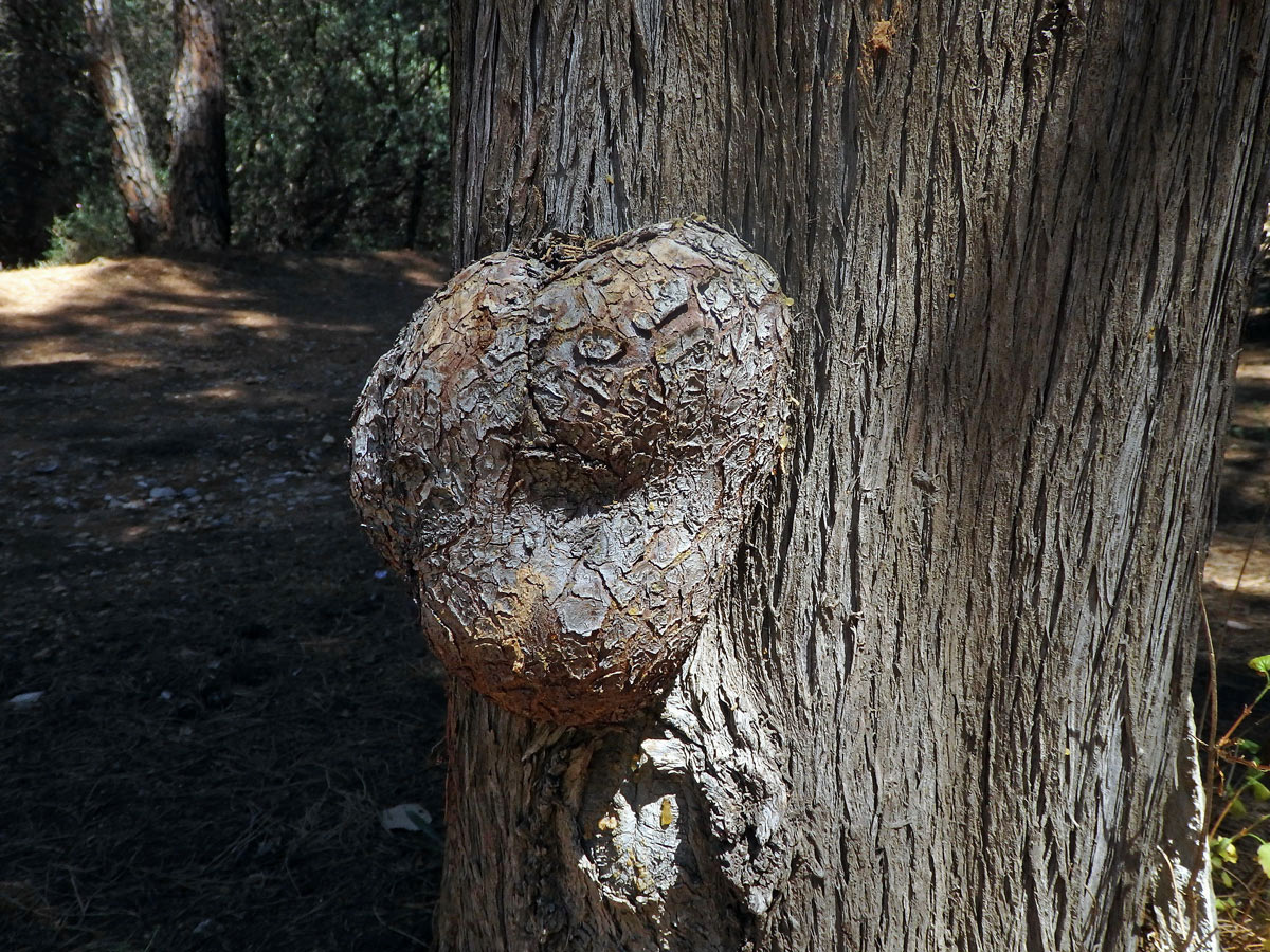 Nádor na cypřiši vždyzeleném (Cupressus sempervirens L.) (2b)