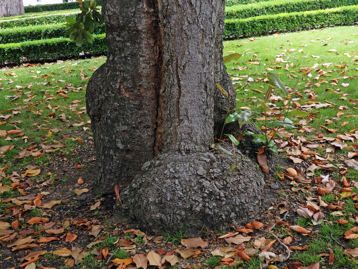 Šácholan velkokvětý (Magnolia grandiflora L.) s nádory v dolní části kmene (1a)