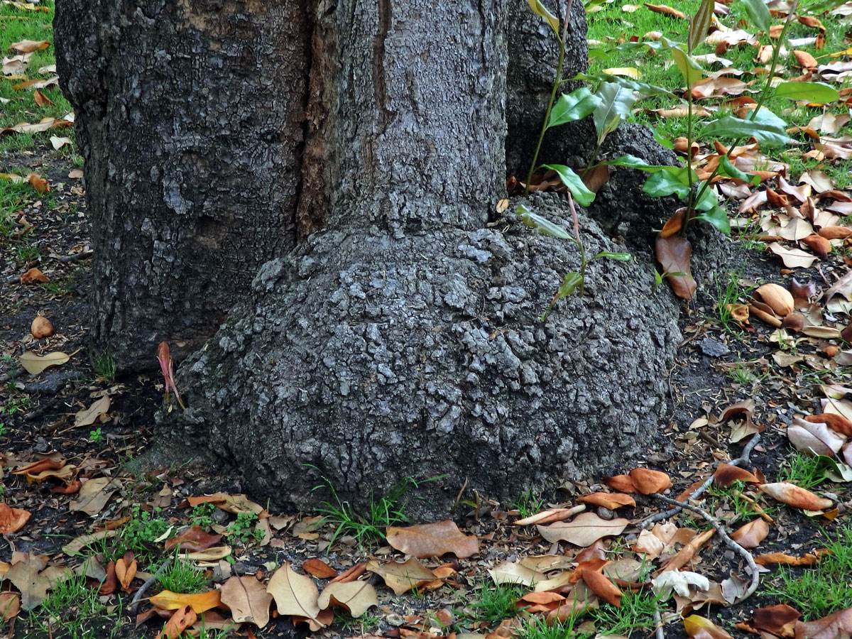 Šácholan velkokvětý (Magnolia grandiflora L.) s nádory v dolní části kmene (1b)