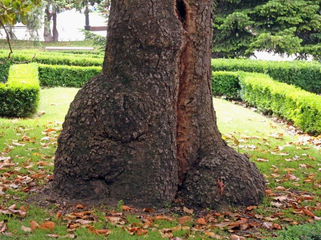 Šácholan velkokvětý (Magnolia grandiflora L.) s nádory v dolní části kmene (1c)