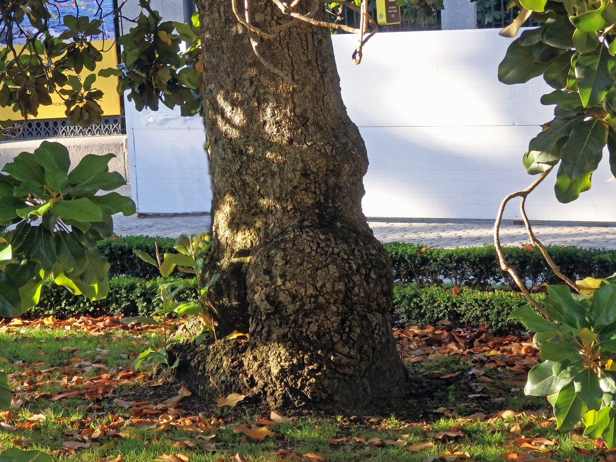 Šácholan velkokvětý (Magnolia grandiflora L.) s nádory v dolní části kmene (1d)