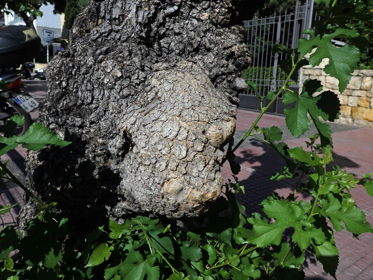 Morušovník bílý (Morus alba L.) s nádory na kmeni (2c)