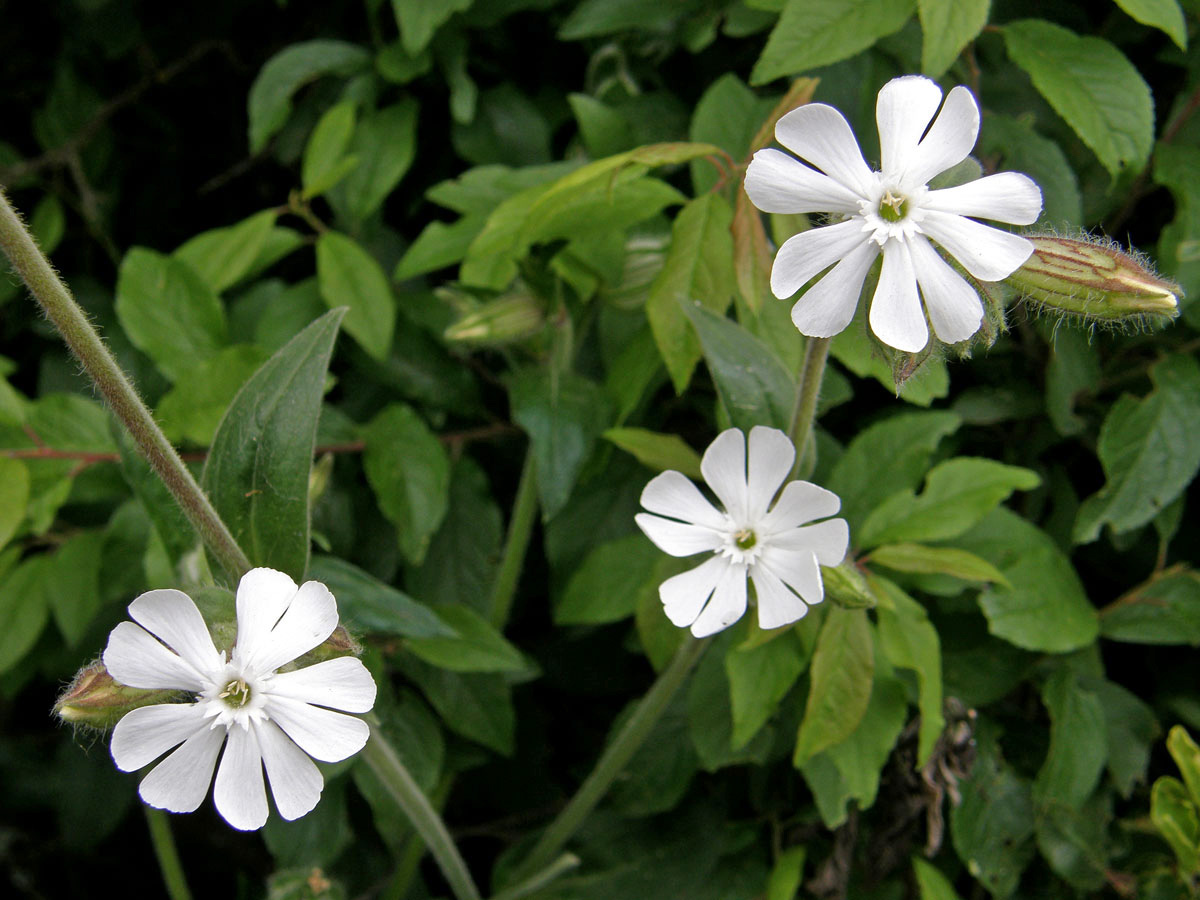 Silenka širolistá bílá = Knotovka bílá (Silene latifolia Poiret, subsp. alba (Mill.) Greuter et Burdet)