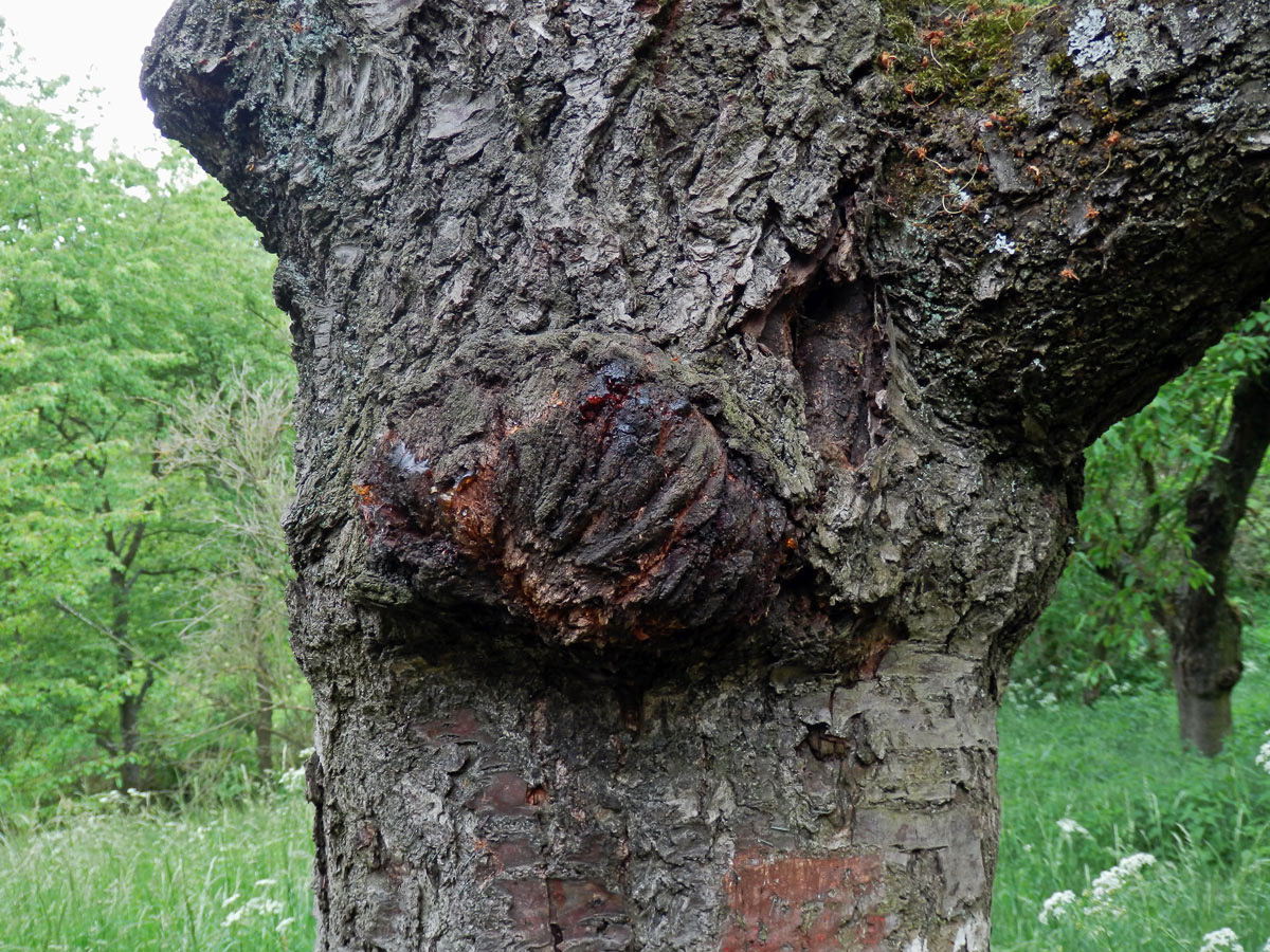 Třešeň ptačí (Prunus avium (L.) L.) (40) s nádorem na kmeni