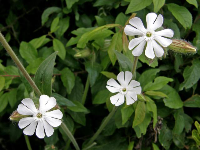 Silenka širolistá bílá = Knotovka bílá (Silene latifolia Poiret, subsp. alba (Mill.) Greuter et Burdet)