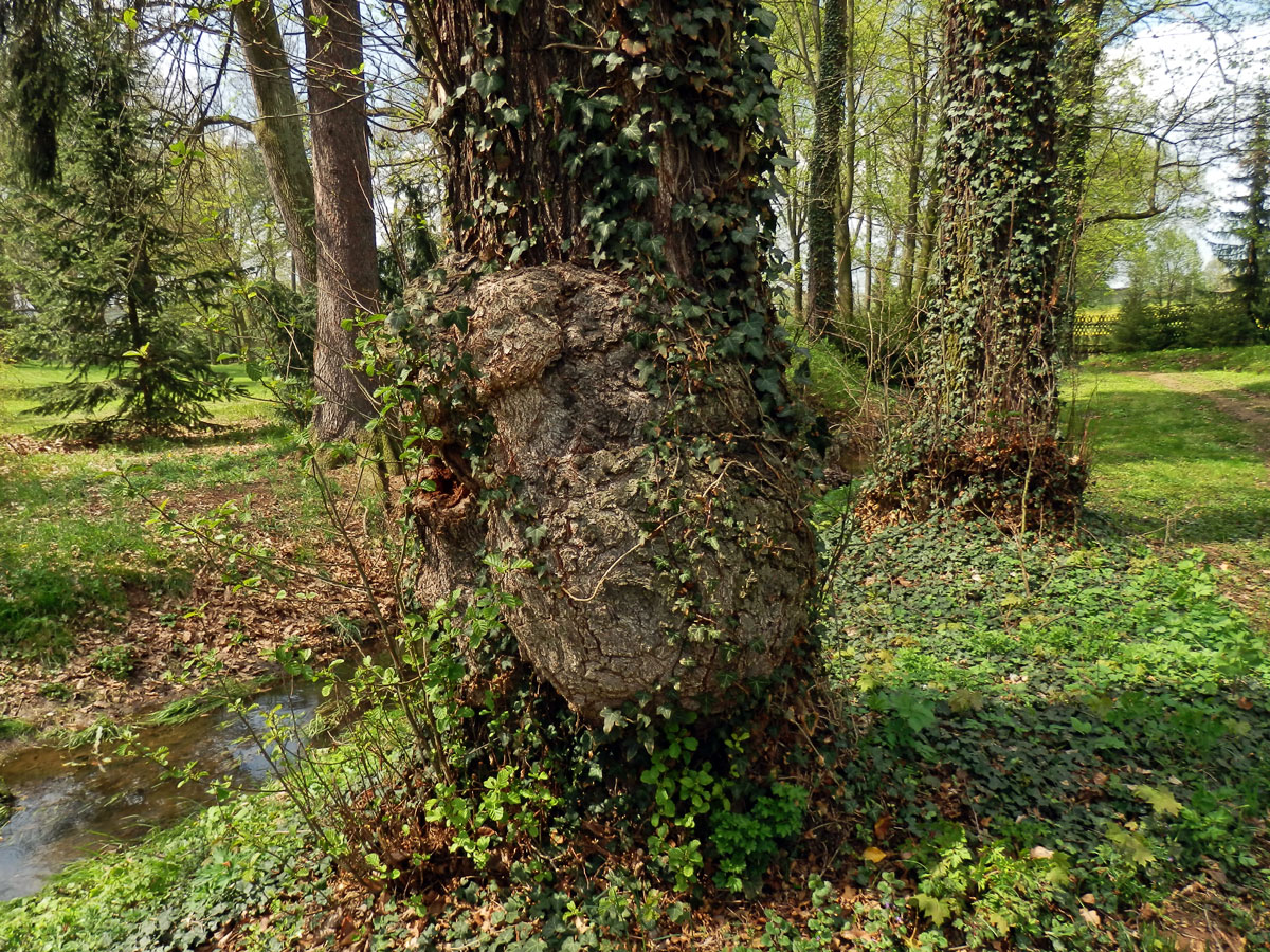 Tumor na olši lepkavé (Alnus glutinosa (L.) Gaertn.) (20a)