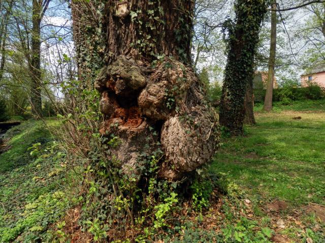 Tumor na olši lepkavé (Alnus glutinosa (L.) Gaertn.) (20b)